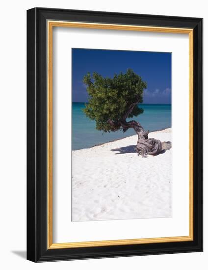 Eagle Beach with a Fofoti Tree Aruba-George Oze-Framed Photographic Print