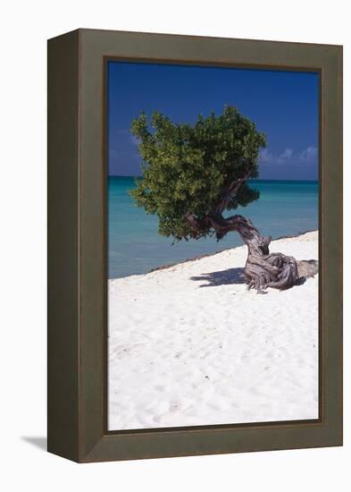 Eagle Beach with a Fofoti Tree Aruba-George Oze-Framed Premier Image Canvas