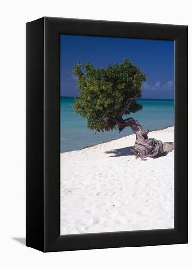 Eagle Beach with a Fofoti Tree Aruba-George Oze-Framed Premier Image Canvas