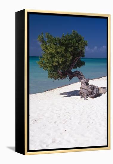 Eagle Beach with a Fofoti Tree Aruba-George Oze-Framed Premier Image Canvas