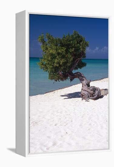 Eagle Beach with a Fofoti Tree Aruba-George Oze-Framed Premier Image Canvas