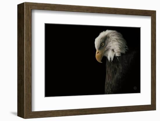 Eagle Bow-Nathan Larson-Framed Photographic Print