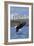 Eagle Diving - South Dakota-Lantern Press-Framed Art Print