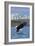 Eagle Diving - South Dakota-Lantern Press-Framed Art Print