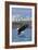 Eagle Diving - South Dakota-Lantern Press-Framed Art Print