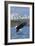 Eagle Diving - South Dakota-Lantern Press-Framed Art Print