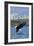 Eagle Diving - South Dakota-Lantern Press-Framed Art Print