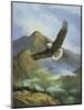 Eagle Gliding-unknown Caroselli-Mounted Art Print