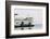 Eagle Harbor, Ferry Arrives Bainbridge from Seattle-Trish Drury-Framed Photographic Print