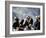 Eagle Hunters at the Golden Eagle Festival, Mongolia-Amos Nachoum-Framed Photographic Print