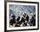 Eagle Hunters at the Golden Eagle Festival, Mongolia-Amos Nachoum-Framed Photographic Print