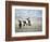 Eagle Hunters Dalai Khan, Takhuu Grandfather, Son Kook Kook, Golden Eagle Festival, Mongolia-Amos Nachoum-Framed Photographic Print