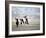 Eagle Hunters Dalai Khan, Takhuu Grandfather, Son Kook Kook, Golden Eagle Festival, Mongolia-Amos Nachoum-Framed Photographic Print