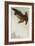 Eagle in Flight Against Snowy Sky-Koson Ohara-Framed Giclee Print