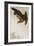 Eagle in Flight Against Snowy Sky-Koson Ohara-Framed Giclee Print