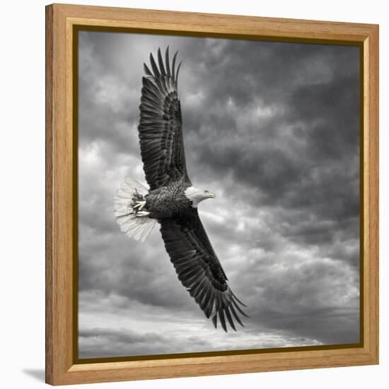 Eagle in Flight-PHBurchett-Framed Stretched Canvas