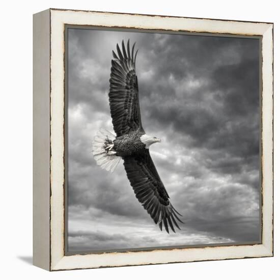 Eagle in Flight-PHBurchett-Framed Stretched Canvas