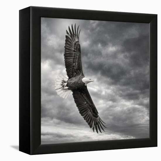 Eagle in Flight-PHBurchett-Framed Stretched Canvas