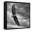 Eagle in Flight-PHBurchett-Framed Stretched Canvas