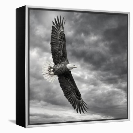 Eagle in Flight-PHBurchett-Framed Stretched Canvas