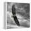 Eagle in Flight-PHBurchett-Framed Stretched Canvas