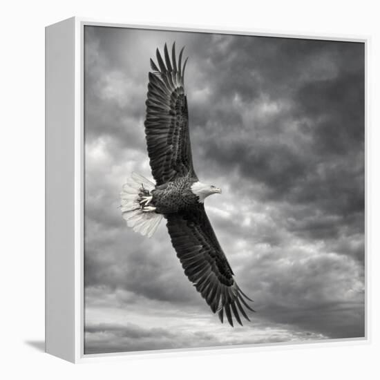 Eagle in Flight-PHBurchett-Framed Stretched Canvas