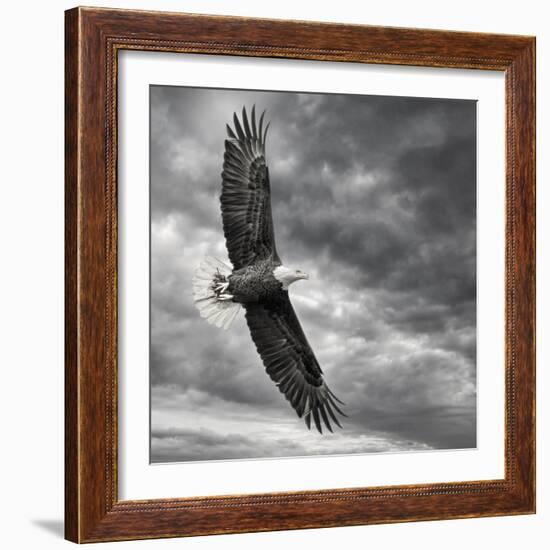 Eagle in Flight-PHBurchett-Framed Art Print