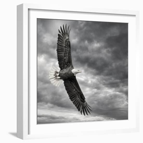 Eagle in Flight-PHBurchett-Framed Art Print