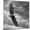Eagle in Flight-PHBurchett-Mounted Art Print