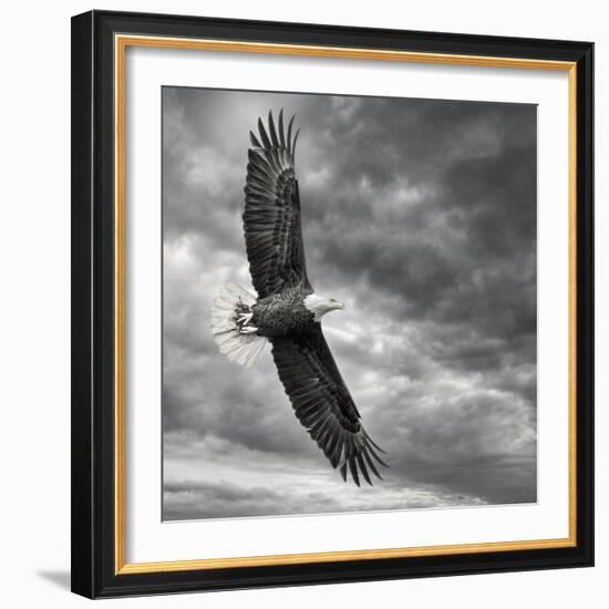 Eagle in Flight-PHBurchett-Framed Art Print