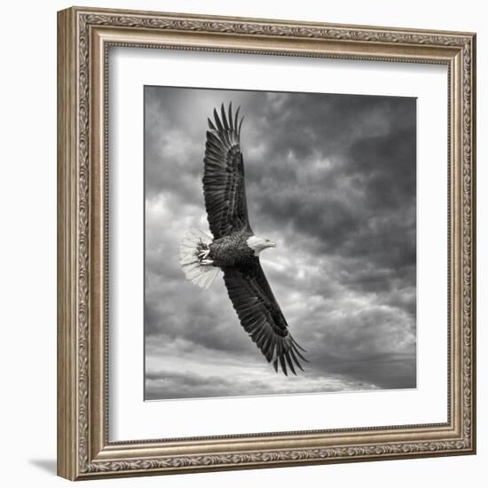 Eagle in Flight-PHBurchett-Framed Art Print