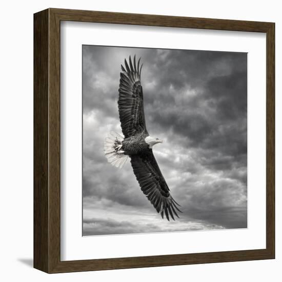 Eagle in Flight-PHBurchett-Framed Art Print