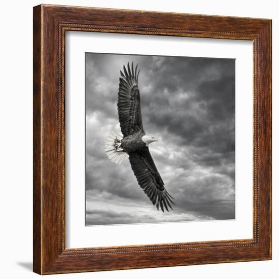 Eagle in Flight-PHBurchett-Framed Art Print