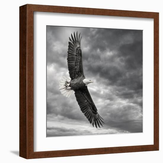 Eagle in Flight-PHBurchett-Framed Art Print