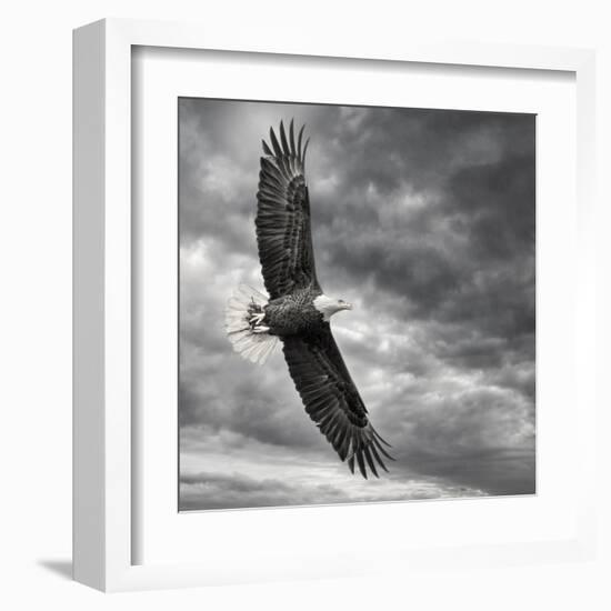 Eagle in Flight-PHBurchett-Framed Art Print