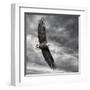 Eagle in Flight-PHBurchett-Framed Art Print