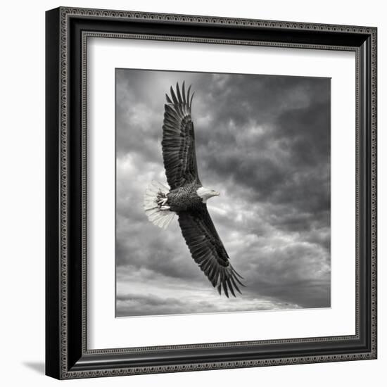 Eagle in Flight-PHBurchett-Framed Art Print