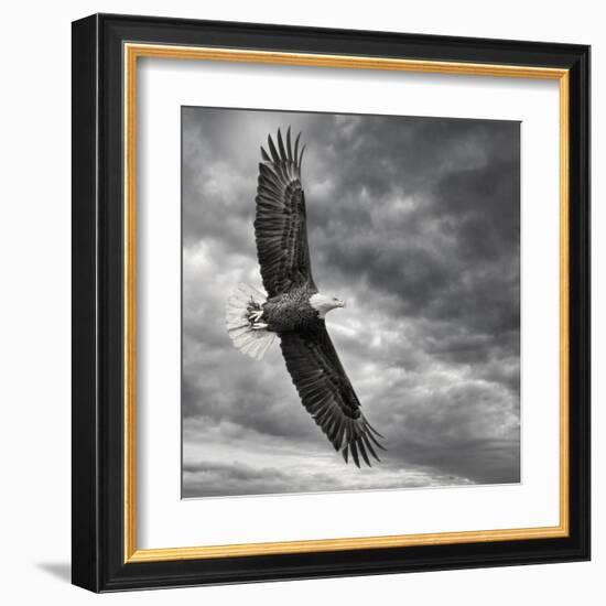 Eagle in Flight-PHBurchett-Framed Art Print