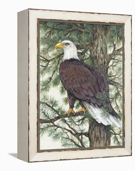 Eagle in the Pine-Tim OToole-Framed Stretched Canvas