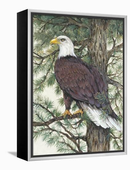 Eagle in the Pine-Tim OToole-Framed Stretched Canvas
