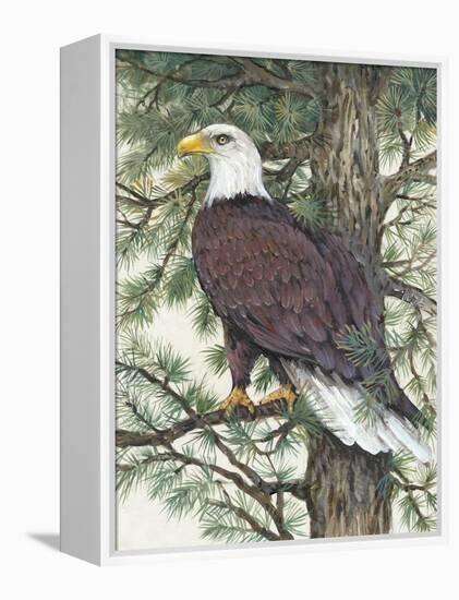 Eagle in the Pine-Tim OToole-Framed Stretched Canvas