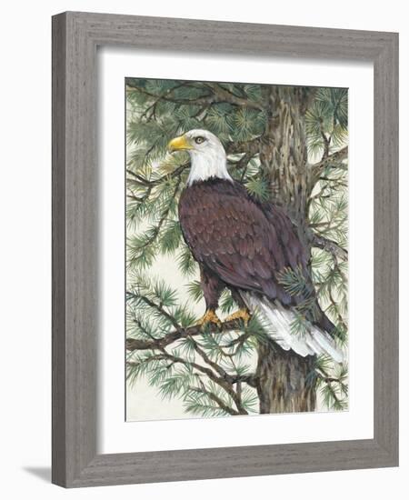 Eagle in the Pine-Tim OToole-Framed Art Print