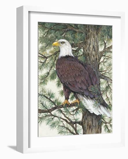 Eagle in the Pine-Tim OToole-Framed Art Print