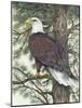 Eagle in the Pine-Tim OToole-Mounted Art Print