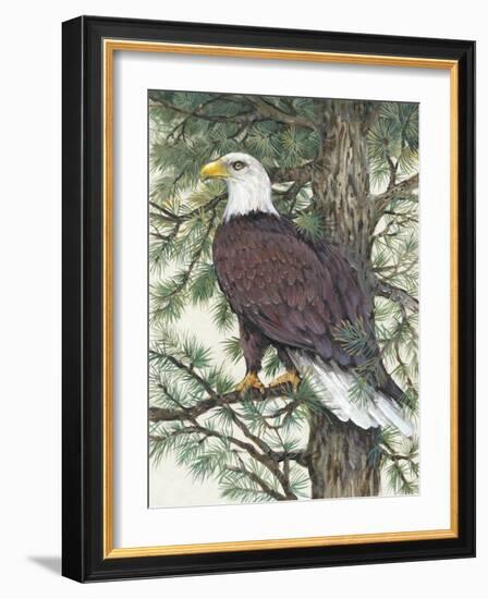 Eagle in the Pine-Tim OToole-Framed Art Print