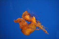 Jellyfish-Eagle-Framed Premier Image Canvas