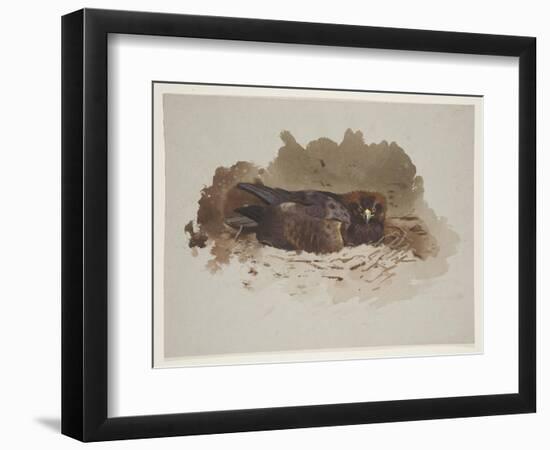 Eagle on Nest, C.1915 (W/C & Bodycolour over Pencil on Paper)-Archibald Thorburn-Framed Giclee Print