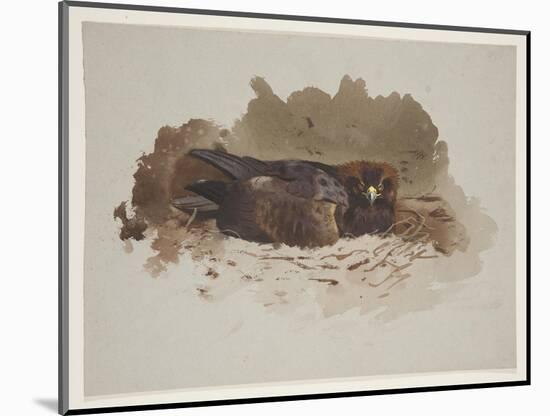 Eagle on Nest, C.1915 (W/C & Bodycolour over Pencil on Paper)-Archibald Thorburn-Mounted Giclee Print