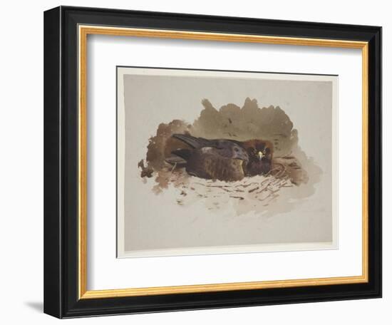 Eagle on Nest, C.1915 (W/C & Bodycolour over Pencil on Paper)-Archibald Thorburn-Framed Giclee Print