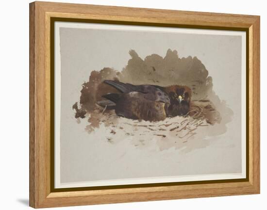 Eagle on Nest, C.1915 (W/C & Bodycolour over Pencil on Paper)-Archibald Thorburn-Framed Premier Image Canvas